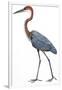 Birds: Ciconiiformes, Goliath Heron (Ardea Goliath)-null-Framed Giclee Print