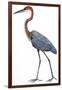 Birds: Ciconiiformes, Goliath Heron (Ardea Goliath)-null-Framed Giclee Print