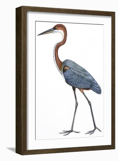 Birds: Ciconiiformes, Goliath Heron (Ardea Goliath)-null-Framed Giclee Print