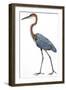 Birds: Ciconiiformes, Goliath Heron (Ardea Goliath)-null-Framed Giclee Print