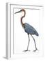 Birds: Ciconiiformes, Goliath Heron (Ardea Goliath)-null-Framed Giclee Print