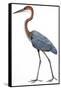 Birds: Ciconiiformes, Goliath Heron (Ardea Goliath)-null-Framed Stretched Canvas