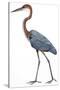 Birds: Ciconiiformes, Goliath Heron (Ardea Goliath)-null-Stretched Canvas