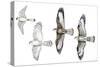 Birds: Common Kestrel (Falconiformes-null-Stretched Canvas