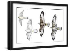 Birds: Common Kestrel (Falconiformes-null-Framed Giclee Print
