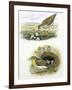 Birds: Common Redshank (Charadriiformes-null-Framed Giclee Print