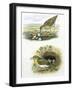 Birds: Common Redshank (Charadriiformes-null-Framed Giclee Print