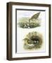 Birds: Common Redshank (Charadriiformes-null-Framed Giclee Print