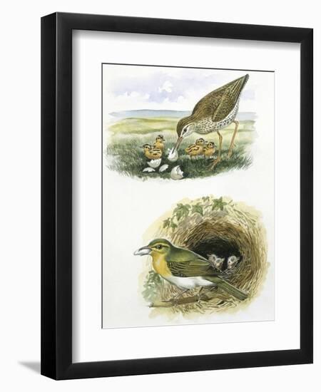 Birds: Common Redshank (Charadriiformes-null-Framed Giclee Print