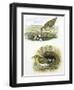 Birds: Common Redshank (Charadriiformes-null-Framed Giclee Print