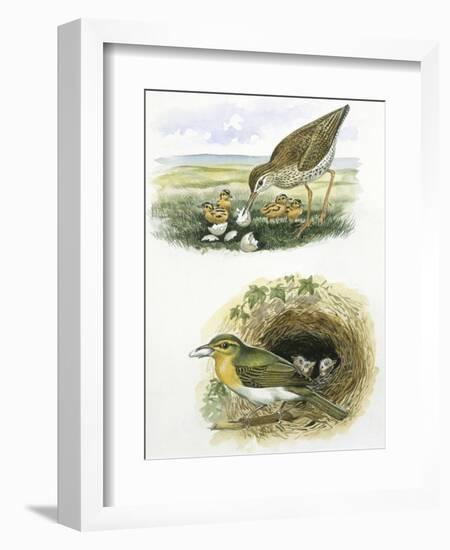 Birds: Common Redshank (Charadriiformes-null-Framed Giclee Print