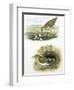 Birds: Common Redshank (Charadriiformes-null-Framed Giclee Print