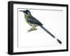Birds, Coraciiformes, Blue-Crowned Motmot, (Momotus Momota)-null-Framed Giclee Print