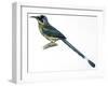 Birds, Coraciiformes, Blue-Crowned Motmot, (Momotus Momota)-null-Framed Giclee Print