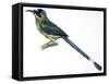 Birds, Coraciiformes, Blue-Crowned Motmot, (Momotus Momota)-null-Framed Stretched Canvas