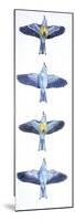 Birds: Coraciiformes, European Roller (Coracias Garrulus), Courtship, Rolling in Flight Stages-null-Mounted Giclee Print