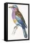 Birds: Coraciiformes, European Roller (Coracias Garrulus)-null-Framed Stretched Canvas