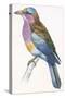 Birds: Coraciiformes, European Roller (Coracias Garrulus)-null-Stretched Canvas