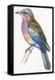Birds: Coraciiformes, European Roller (Coracias Garrulus)-null-Framed Stretched Canvas