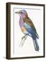 Birds: Coraciiformes, European Roller (Coracias Garrulus)-null-Framed Giclee Print