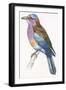 Birds: Coraciiformes, European Roller (Coracias Garrulus)-null-Framed Giclee Print