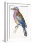 Birds: Coraciiformes, European Roller (Coracias Garrulus)-null-Framed Giclee Print