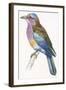 Birds: Coraciiformes, European Roller (Coracias Garrulus)-null-Framed Giclee Print