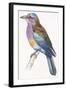 Birds: Coraciiformes, European Roller (Coracias Garrulus)-null-Framed Giclee Print