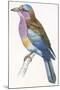 Birds: Coraciiformes, European Roller (Coracias Garrulus)-null-Mounted Giclee Print