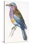 Birds: Coraciiformes, European Roller (Coracias Garrulus)-null-Stretched Canvas