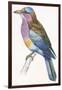 Birds: Coraciiformes, European Roller (Coracias Garrulus)-null-Framed Giclee Print