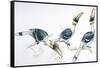 Birds, Coraciiformes, Great Hornbill, (Buceros Bicornis) Feeding-null-Framed Stretched Canvas