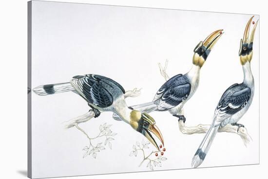 Birds, Coraciiformes, Great Hornbill, (Buceros Bicornis) Feeding-null-Stretched Canvas