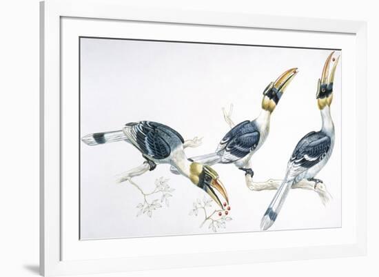 Birds, Coraciiformes, Great Hornbill, (Buceros Bicornis) Feeding-null-Framed Giclee Print