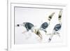 Birds, Coraciiformes, Great Hornbill, (Buceros Bicornis) Feeding-null-Framed Giclee Print