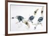 Birds, Coraciiformes, Great Hornbill, (Buceros Bicornis) Feeding-null-Framed Giclee Print