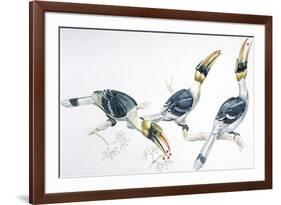 Birds, Coraciiformes, Great Hornbill, (Buceros Bicornis) Feeding-null-Framed Giclee Print