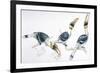 Birds, Coraciiformes, Great Hornbill, (Buceros Bicornis) Feeding-null-Framed Giclee Print