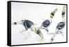 Birds, Coraciiformes, Great Hornbill, (Buceros Bicornis) Feeding-null-Framed Stretched Canvas