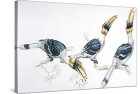 Birds, Coraciiformes, Great Hornbill, (Buceros Bicornis) Feeding-null-Stretched Canvas