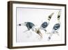 Birds, Coraciiformes, Great Hornbill, (Buceros Bicornis) Feeding-null-Framed Giclee Print