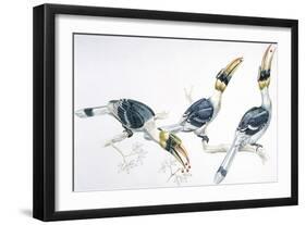 Birds, Coraciiformes, Great Hornbill, (Buceros Bicornis) Feeding-null-Framed Giclee Print