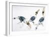 Birds, Coraciiformes, Great Hornbill, (Buceros Bicornis) Feeding-null-Framed Giclee Print
