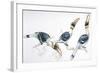 Birds, Coraciiformes, Great Hornbill, (Buceros Bicornis) Feeding-null-Framed Giclee Print