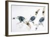 Birds, Coraciiformes, Great Hornbill, (Buceros Bicornis) Feeding-null-Framed Giclee Print