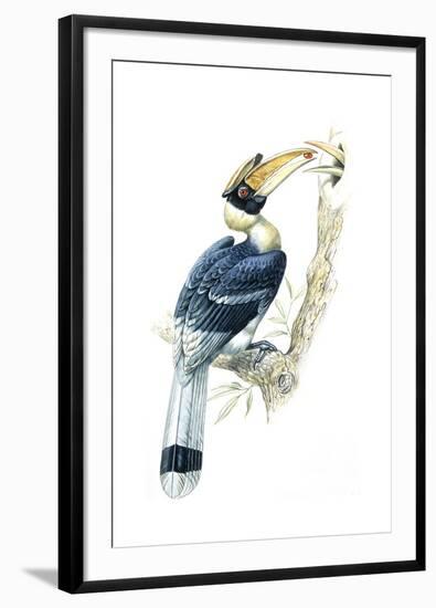 Birds, Coraciiformes, Great Hornbill, (Buceros Bicornis), Male Feeding, Female Sitting on Nest-null-Framed Giclee Print