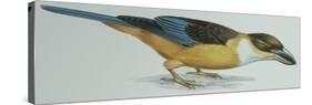 Birds: Coraciiformes, Malachite Kingfisher (Alcedo Cristata)-null-Stretched Canvas