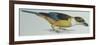 Birds: Coraciiformes, Malachite Kingfisher (Alcedo Cristata)-null-Framed Giclee Print