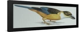 Birds: Coraciiformes, Malachite Kingfisher (Alcedo Cristata)-null-Framed Giclee Print