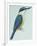 Birds: Coraciiformes, Sacred Kingfisher (Todiramphus Sanctus)-null-Framed Giclee Print